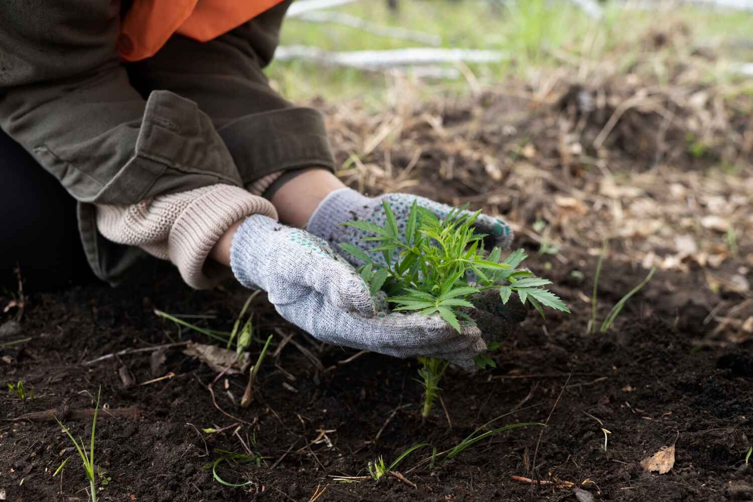 Best Professional Tree Care  in Philadelphia, PA